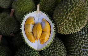 Trồng Sầu Riêng Musang King